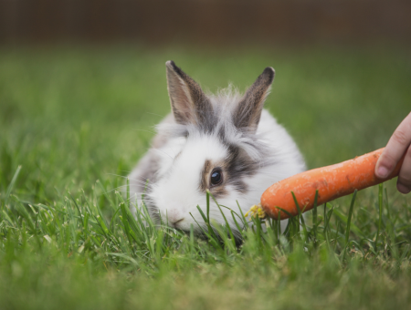 六家花蓮農場推薦｜親子必訪牧場動物互動體驗與秧悦美地療癒住宿！