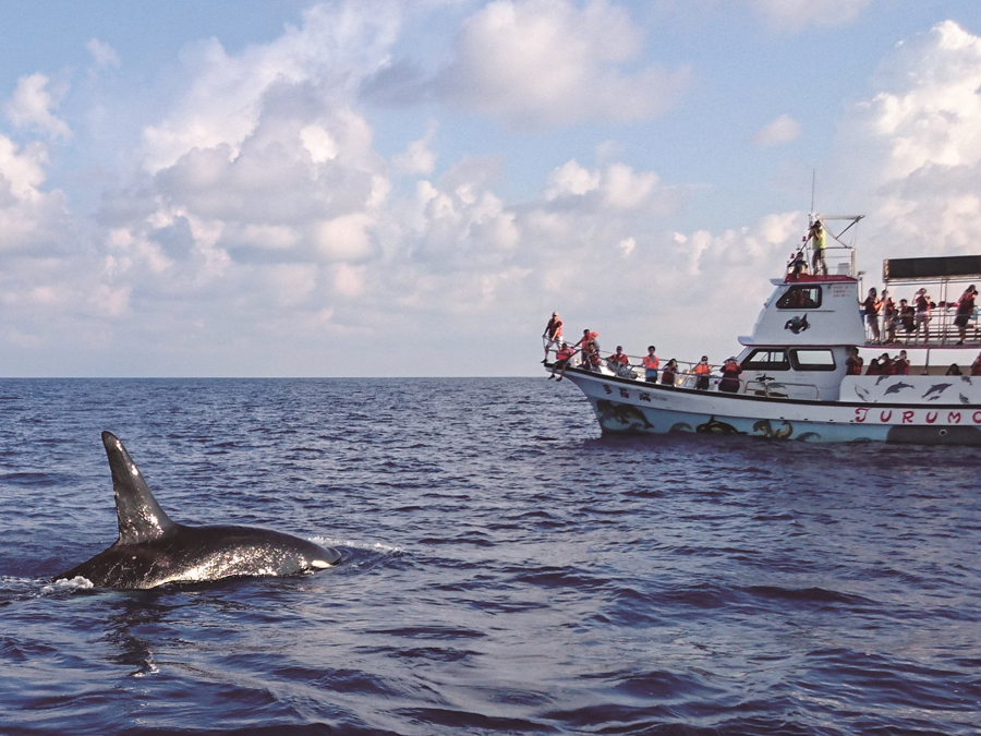花蓮賞鯨月份