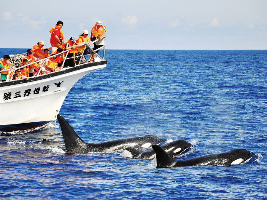 花蓮賞鯨月份