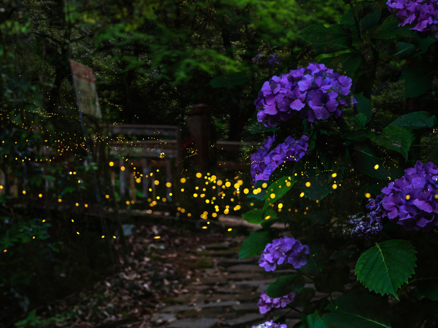 螢火蟲地點