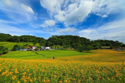 花蓮金針 萌力全開 花蓮六十石山、赤科山花海綻放 金針花季8月9日開跑
