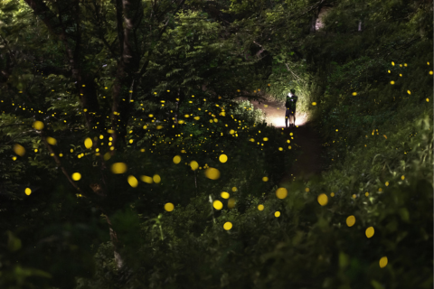 【賞螢專案】1001隻螢火蟲之夜