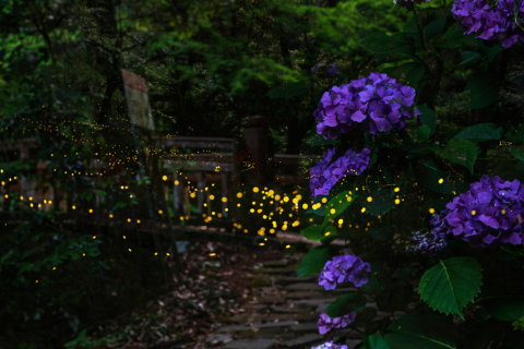 【賞螢專案】1001隻螢火蟲之夜