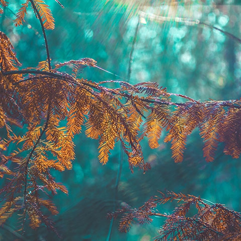 Deciduous Cypress Secluded Place