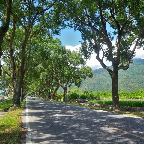 台九丙樟樹大道
