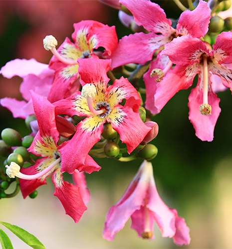 Silk floss tree