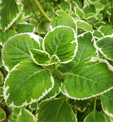 Spanish Thyme