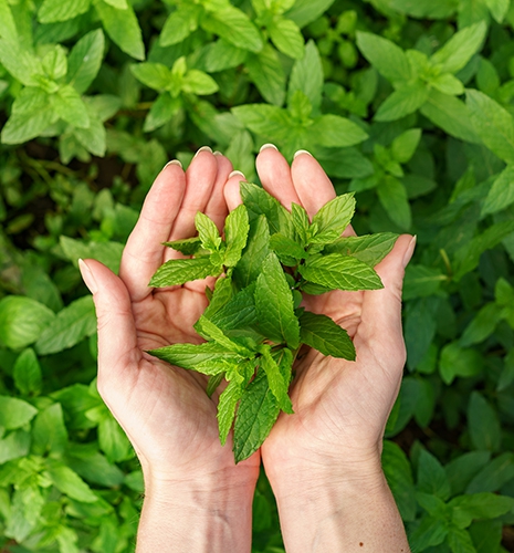 Green Mint