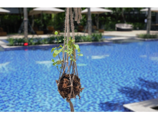 香草苔球