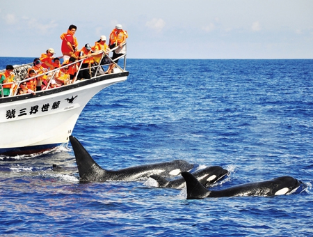 花蓮賞鯨季節與月份推薦!賞鯨最佳時間早上、下午該怎麼選?